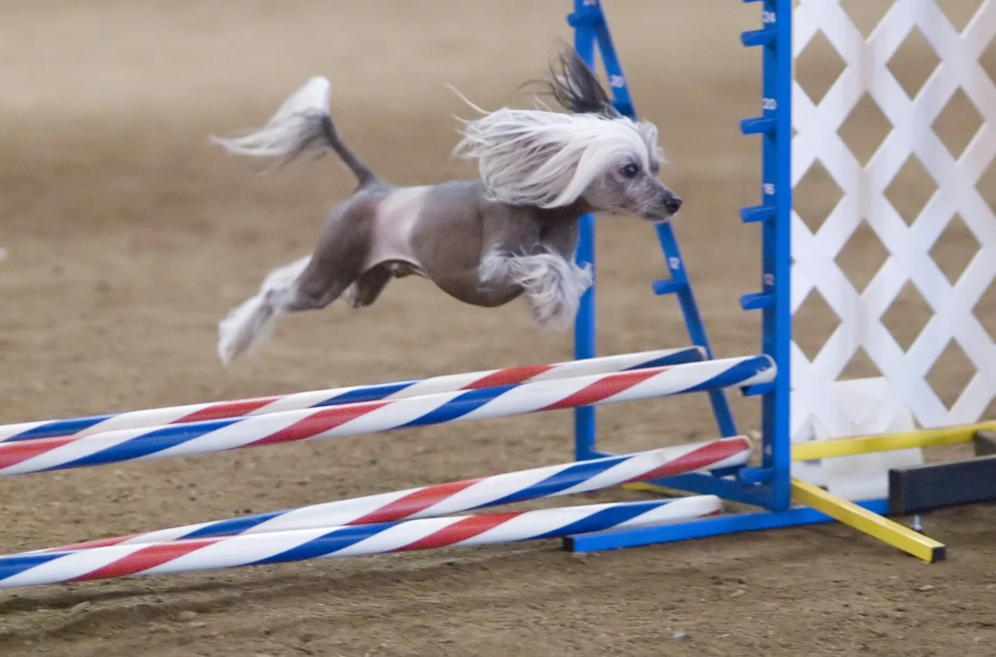 Animal performeur