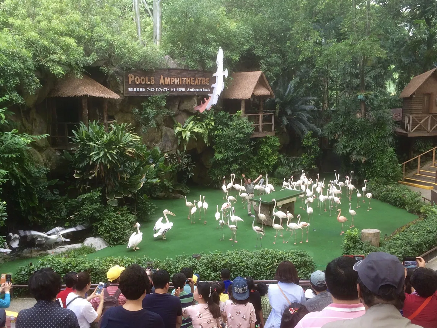 Illustration de show avec animaux